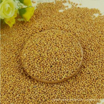 wholesale superior quality yellow broom corn millet for sale